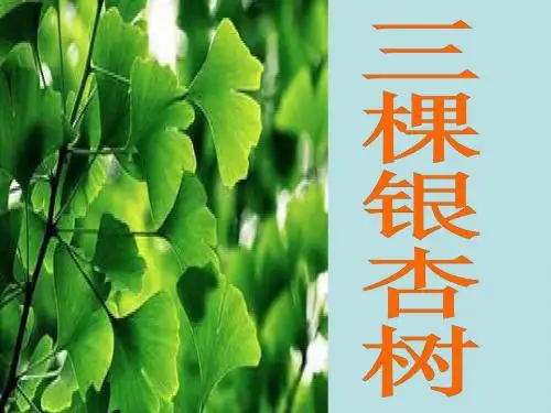 三棵银杏树课件