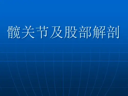 髋关节及股部解剖