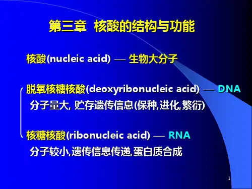 生物化学 核酸结构