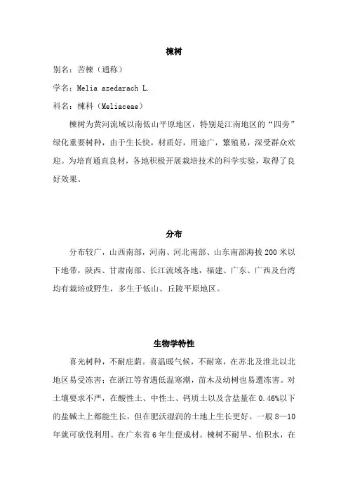 苦楝