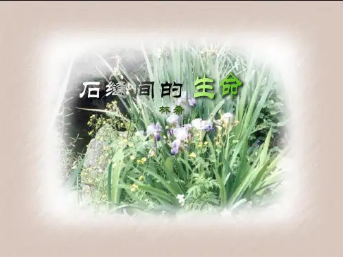 石缝间的生命ppt课件