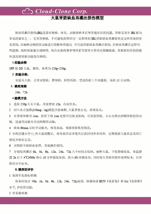 大鼠肾脏缺血再灌注损伤模型