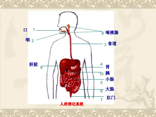 《食物的消化和吸收1》PPT幻灯片