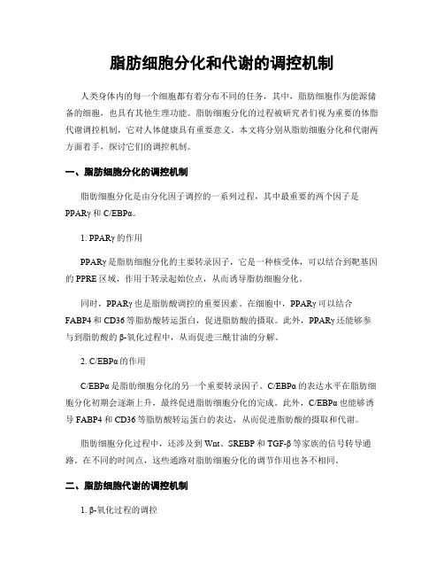 脂肪细胞分化和代谢的调控机制