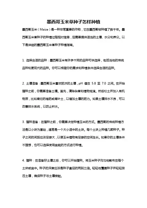 墨西哥玉米草种子怎样种植