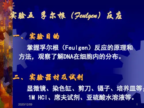 DNA的孚尔根反应PPT教学课件