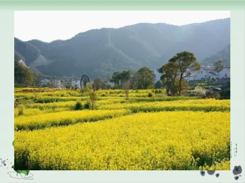 四年级下册科学课件PPT：油菜花开了 -教科版1