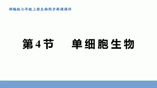 2-2-4 单细胞生物课件2022--2023学年人教版七年级上册生物