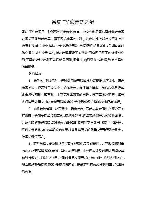 番茄TY病毒巧防治