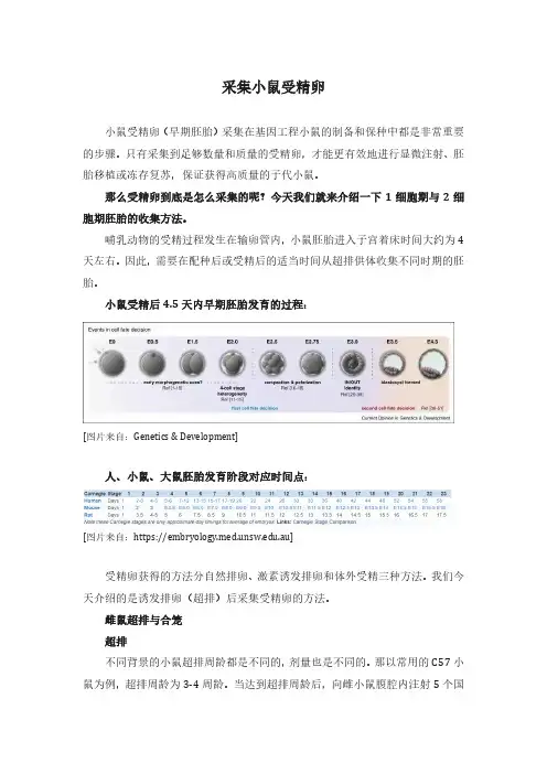 采集小鼠受精卵