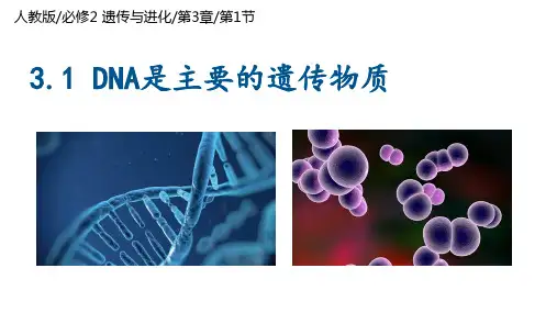 DNA是主要的遗传物质课件-高一生物课件(人教版2019必修2)