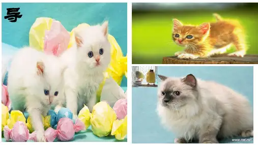 第16课《猫》 (共26张PPT)部编版语文七年级上册