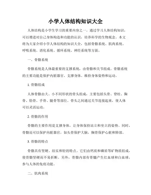 小学人体结构知识大全