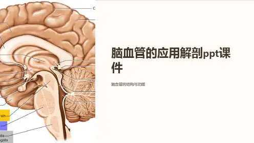 脑血管的应用解剖课件