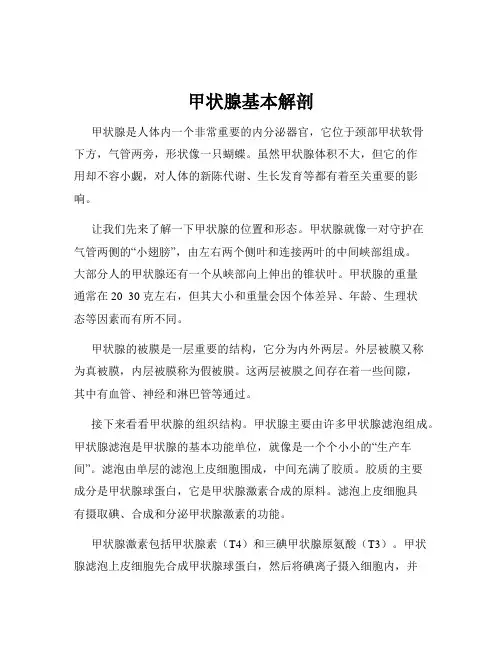 甲状腺基本解剖