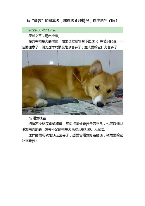 缺“营养”的柯基犬，都有这6种情况，你注意到了吗？