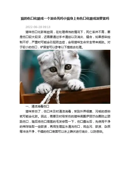 猫的伤口化脓成一个洞会死吗小猫身上有伤口化脓成洞要紧吗