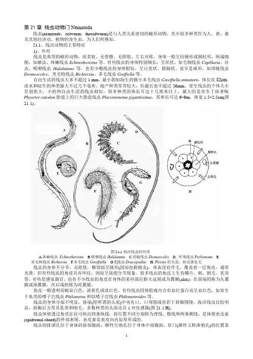 海洋生物学-无脊椎动物21-26