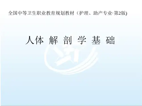 人体解剖学基础PPT