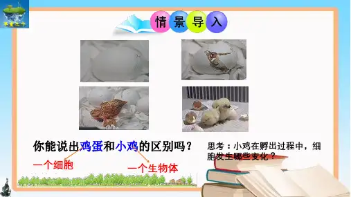 2.3.2+细胞分化形成组织+-024-2025学年七年级生物上册同步优质课件(北师大版2024)