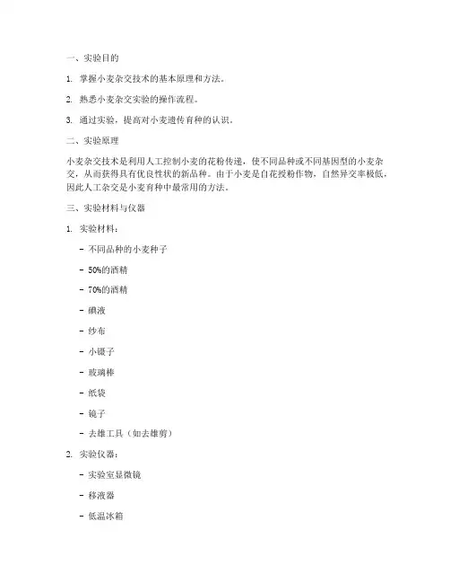 小麦杂交技术实验报告