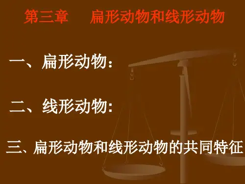 扁形动物和线形动物