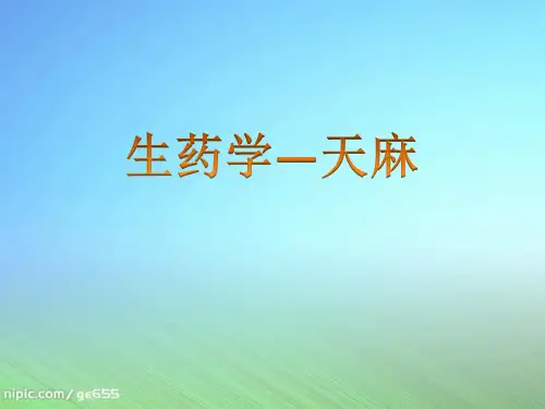 天麻