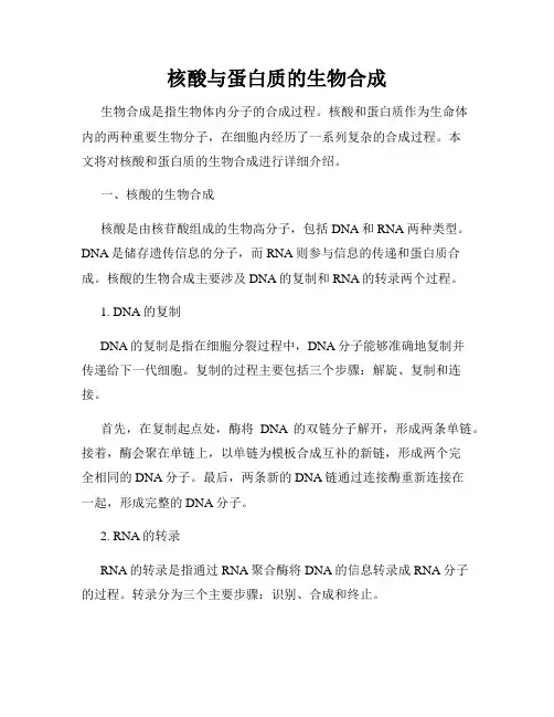 核酸与蛋白质的生物合成
