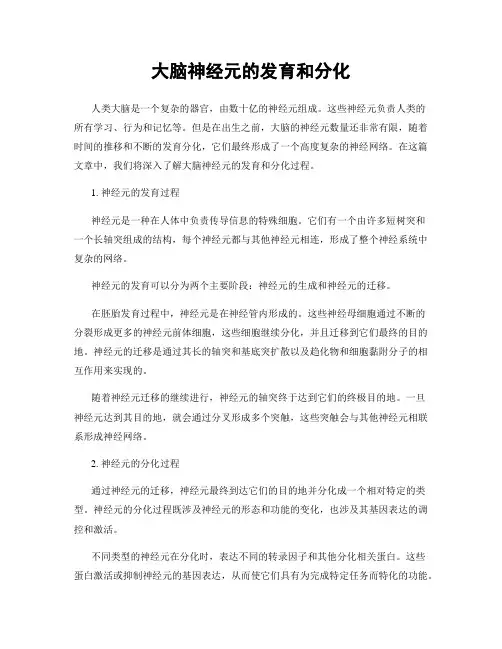 大脑神经元的发育和分化