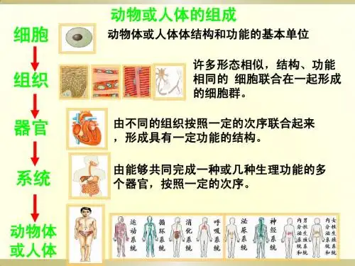 植物体的结构层次