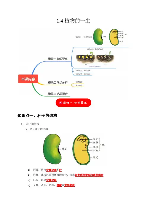 1.4植物的一生(解析版)-2024-2025学年浙教版七年级下册科学讲练测