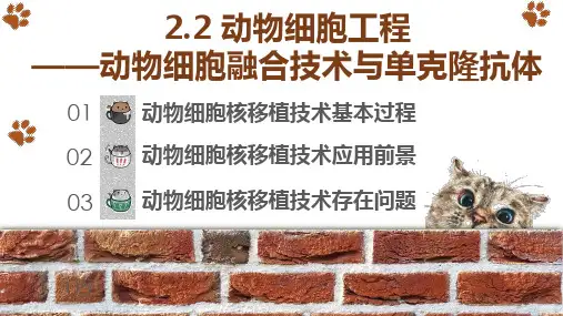 2.2.3 动物细胞核移植课件2021-2022学年高二下学期生物人教版选择性必修3
