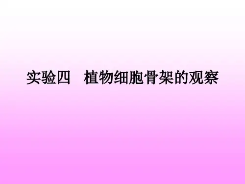 实验四  植物细胞骨架的观察