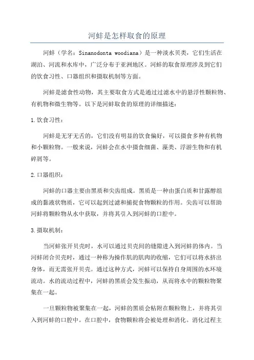 河蚌是怎样取食的原理