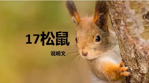 17松鼠 课件(共25张PPT)