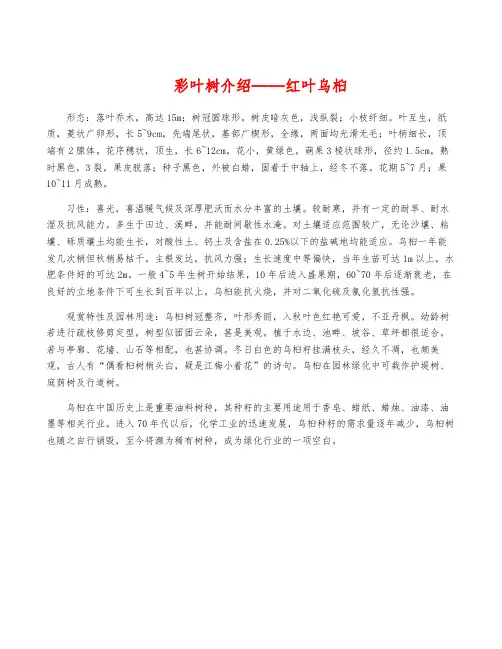 彩叶树介绍——红叶乌桕