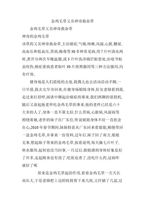 金鸡毛草又名神奇救命草