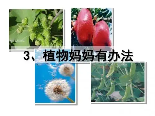 植物妈妈有办法hay2