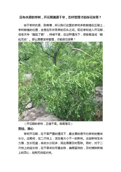 没有水源的枣树，开花期遭遇干旱，怎样管理才能保花保果？