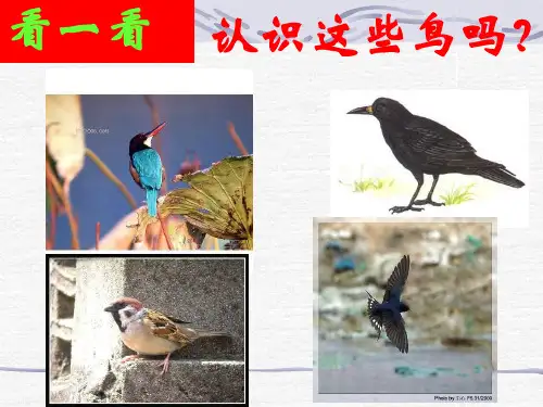明天不封阳台课件