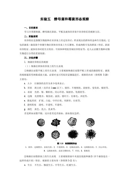 实验五酵母菌和霉菌形态观察一、目的要求学习并掌握细菌、酵母菌