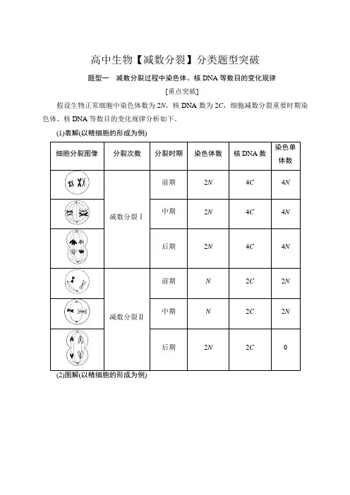 高中生物【减数分裂】分类题型突破