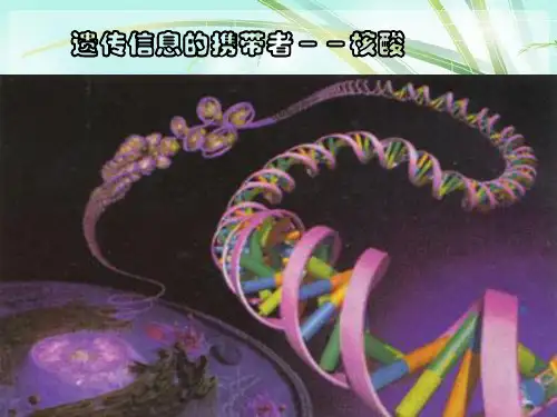 高一生物必修一核酸 PPT课件 图文