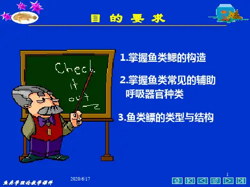 第6呼吸系统