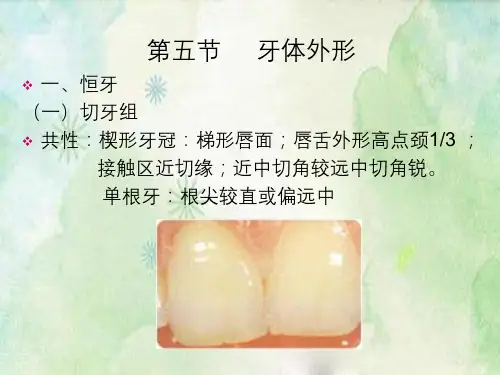 牙体形态及发育