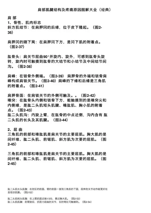 肩部肌腱结构及疼痛原因图解大全（经典）