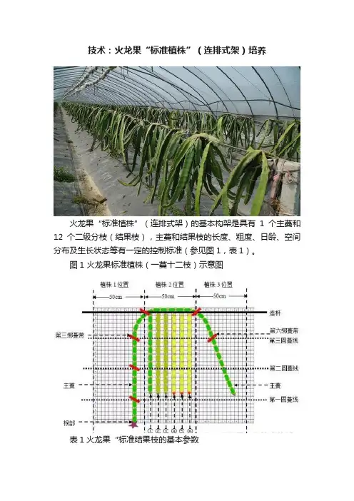 技术：火龙果“标准植株”（连排式架）培养