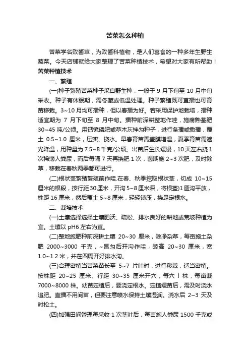 苦菜怎么种植