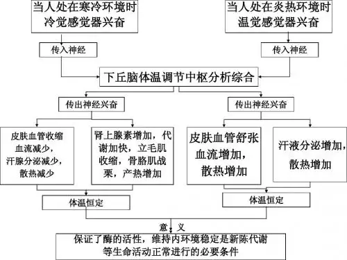 苏教版教学课件江苏省南京市东山外语国际学校高三生物《人体水和无机盐调节》课件