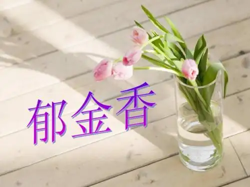 郁金香